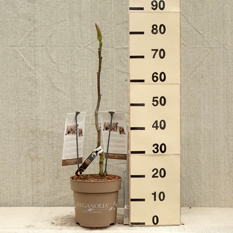 Example of Magnolia Meganolia Pot de 4L/5L as you get in printemps
