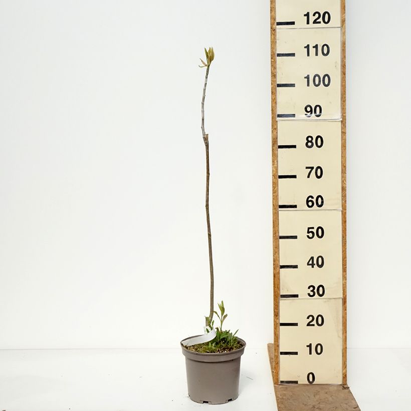 Spécimen de Magnolia officinalis - Magnolia officinal Pot de 4L/5L tel que livré au printemps