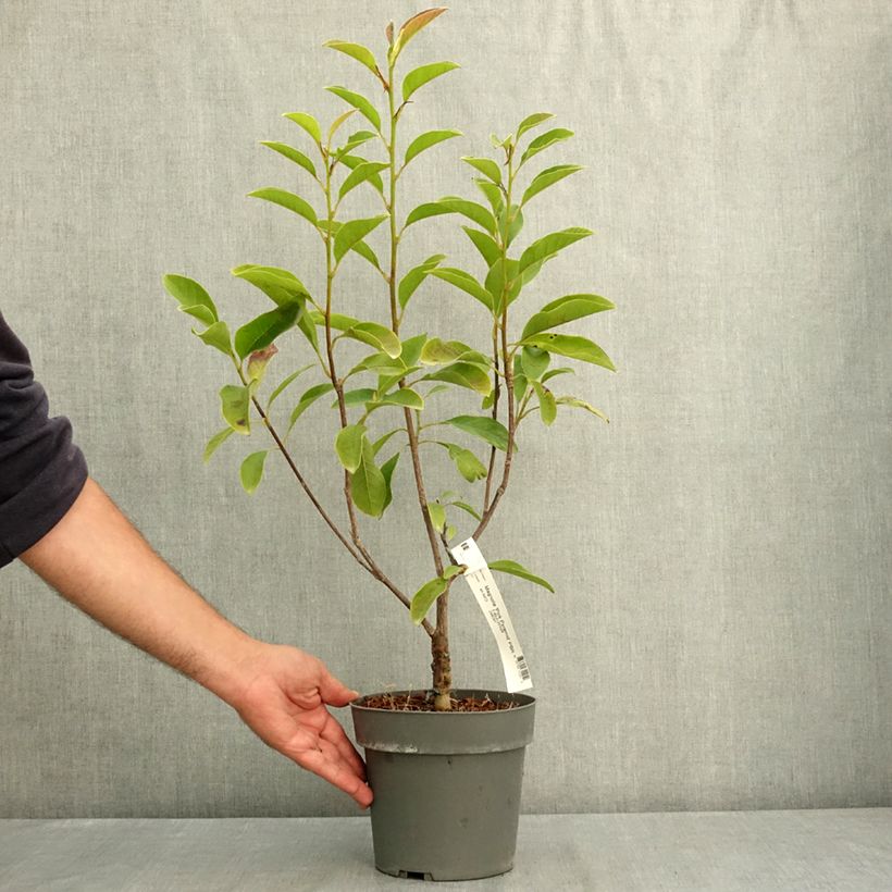 Spécimen de Magnolia Pink Pyramid Pot de 3L/4L tel que livré en été