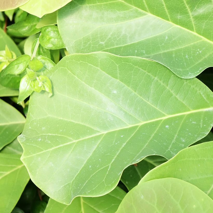 Magnolia sprengeri Pink Beauty (Feuillage)