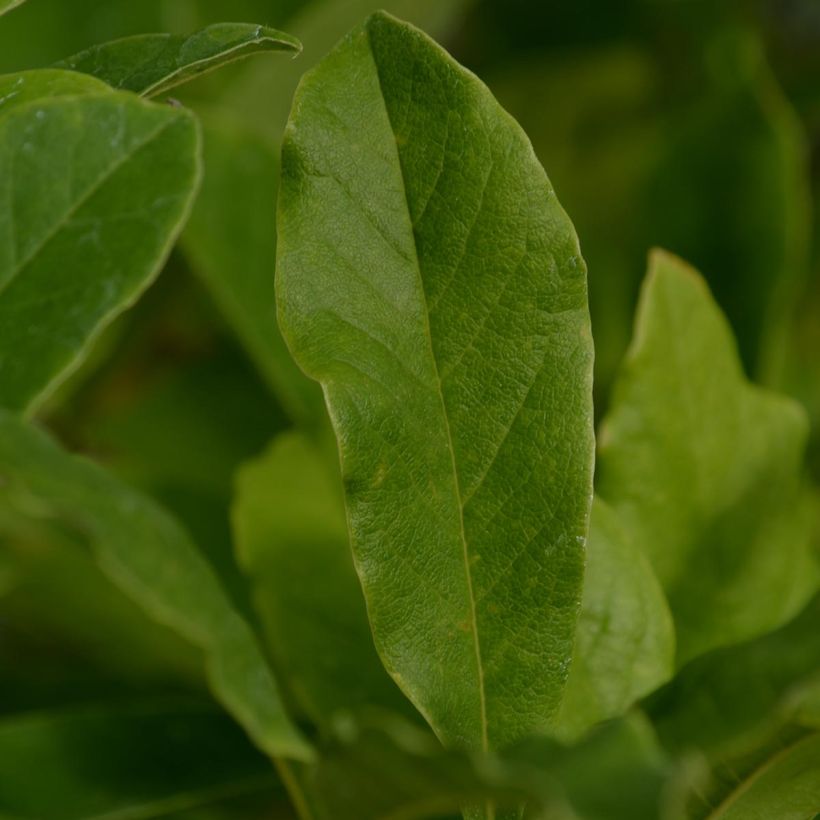 Magnolia stellata - Magnolia étoilé (Foliage)