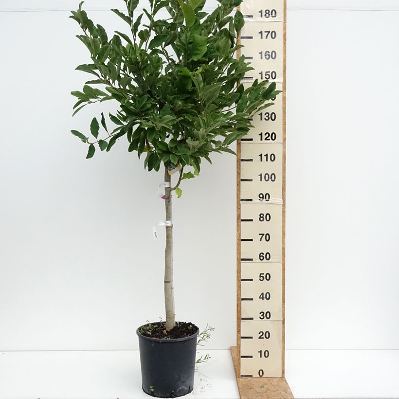 Spécimen de Magnolia stellata - Magnolia étoilé Pot de 18L/20L, Demi-Tige, 1/2 de tige tel que livré en été