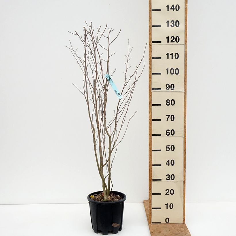 Spécimen de Magnolia stellata - Magnolia étoilé Pot de 7,5L/10L tel que livré en automne