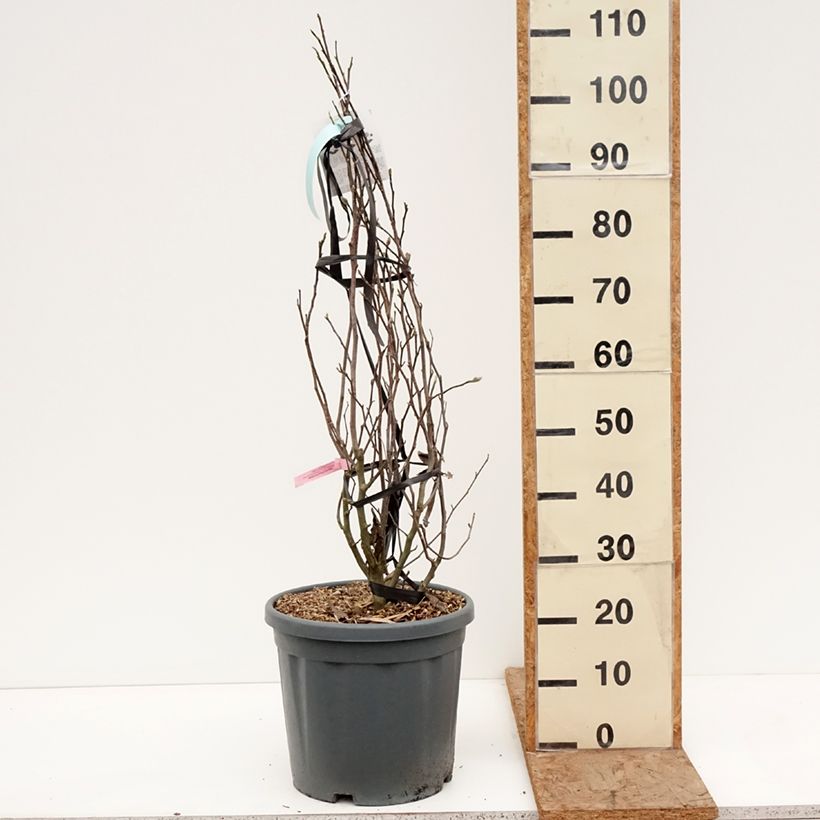 Example of Magnolia stellata Rosea - Magnolia étoilé Pot de 18L/20L as you get in hiver