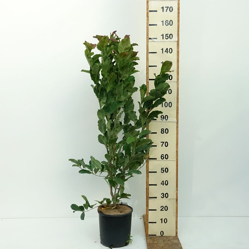 Spécimen de Magnolia stellata Rosea - Magnolia étoilé Pot de 7,5L/10L tel que livré en été