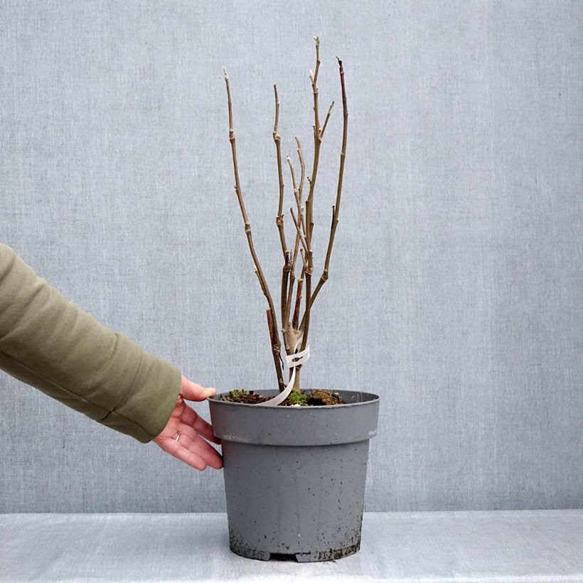 Example of Magnolia Sunspire Pot de 6L/7L as you get in hiver