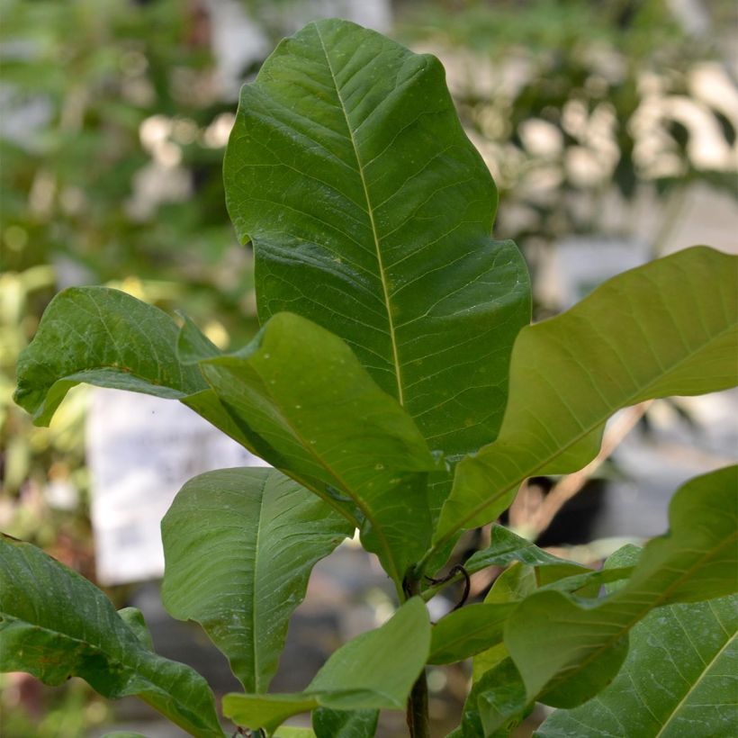 Magnolia tripetala - Magnolia parasol (Foliage)