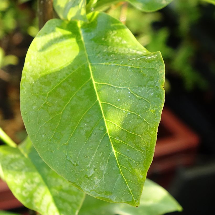 Magnolia x Coral Lake (Feuillage)