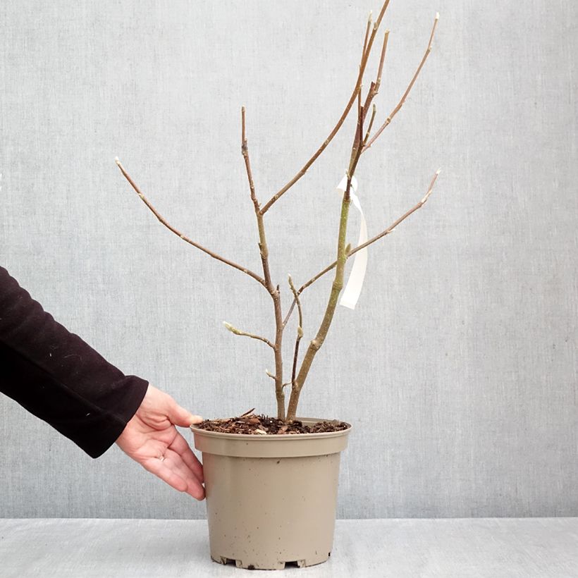 Spécimen de Magnolia x soulangeana Picture Superba Pot de 4L/5L tel que livré en automne