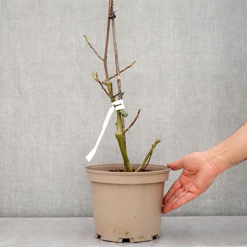 Example of Magnolia x soulangeana Picture Superba Pot de 4L/5L as you get in printemps