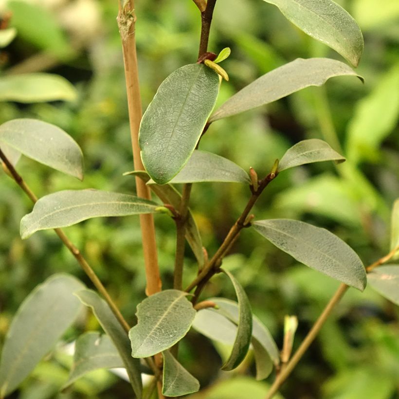 Magnolia yunnanensis - Michelia (Foliage)