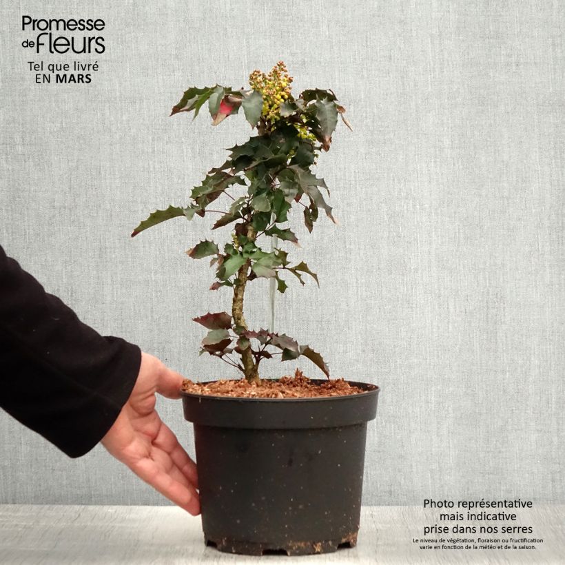 Example of Mahonia aquifolium Pot de 2L/3L as you get in printemps
