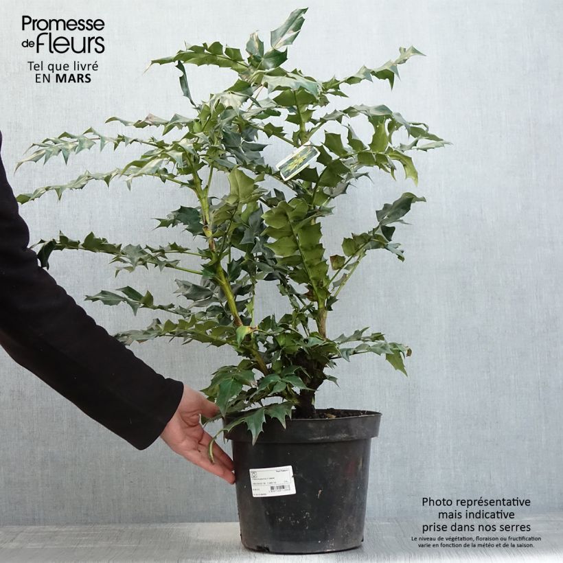 Example of Mahonia bealei Pot de 7,5L/10L as you get in printemps