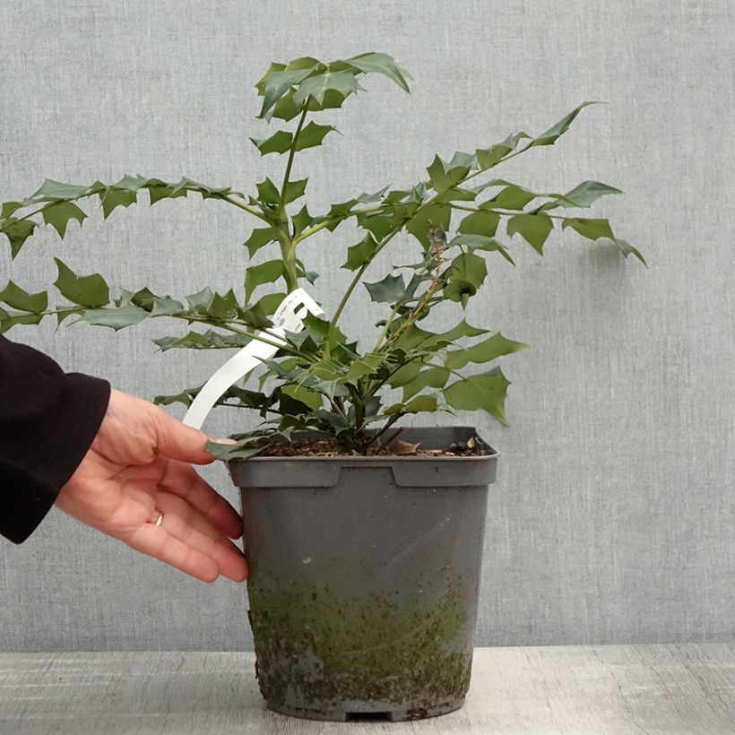 Example of Mahonia bealei Pot de 3L/4L as you get in printemps