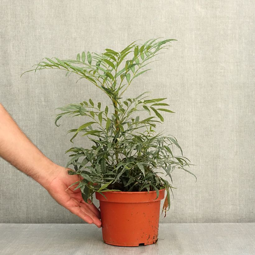 Spécimen de Mahonia confusa Nara Hiri - Mahonia hybride  Pot de 2L/3L tel que livré en été