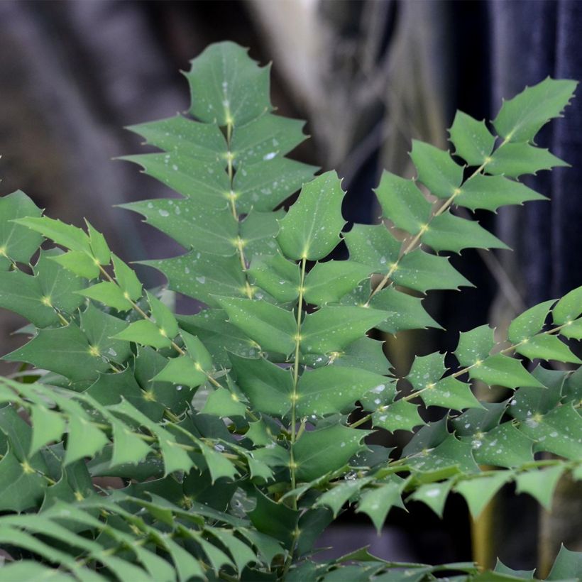Mahonia (x) media Charity (Foliage)