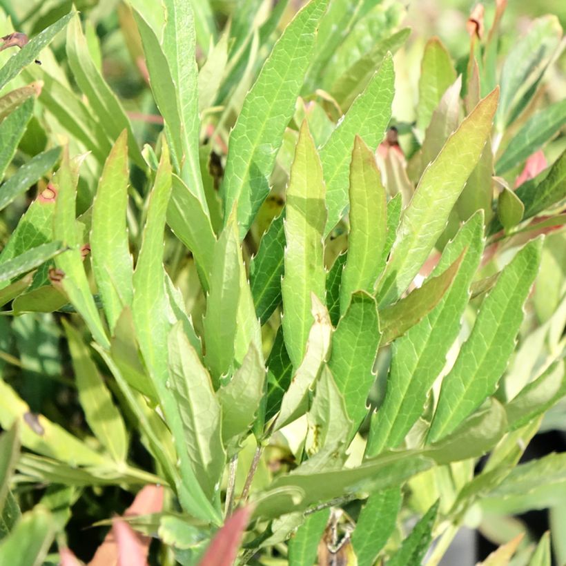 Mahonia sinensis - Mahonia de Chine (Foliage)