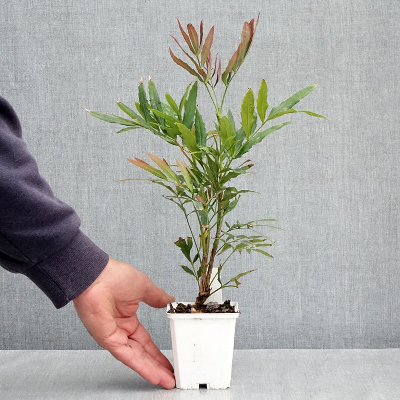 Example of Mahonia sinensis - Mahonia de Chine Godet de 8/9 cm as you get in printemps