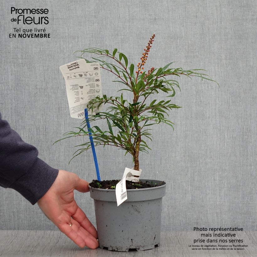 Spécimen de Mahonia Volcano Pot de 2L/3L tel que livré en automne