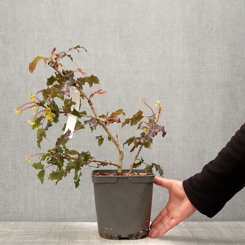 Example of Mahonia (x) wagneri Fireflame  Pot de 4L/5L as you get in printemps