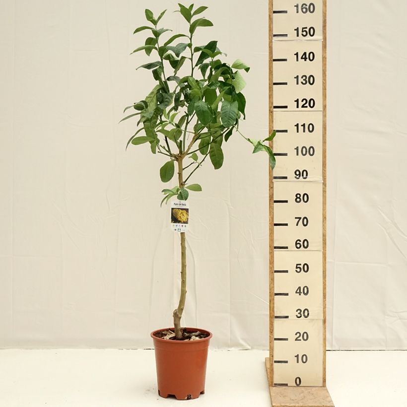 Example of Main de Bouddha - Citrus medica var. sarcodactylis Pot de 7,5L/10L, Demi-Tige as you get in printemps