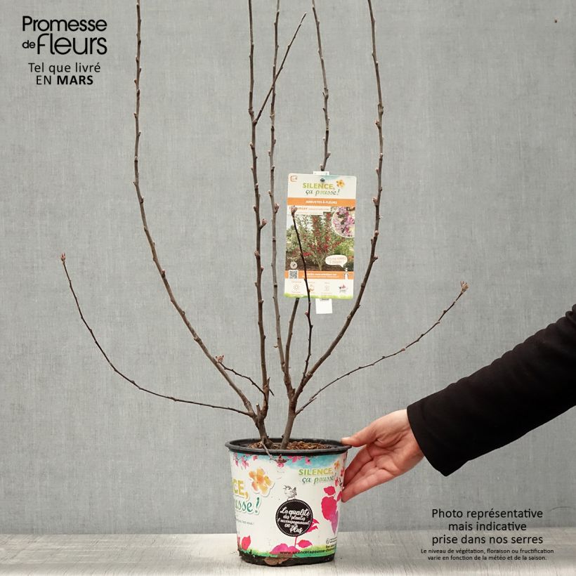 Example of Malus Appletini (Gulliver) - Pommier d'ornement  Pot de 4L/5L as you get in printemps