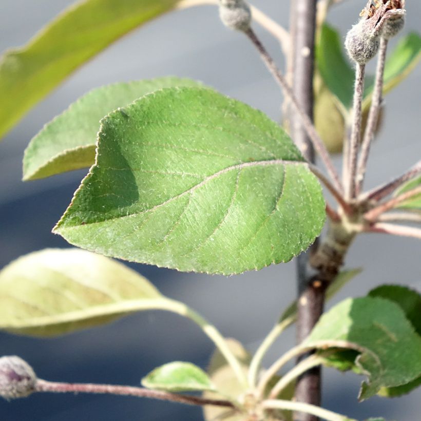Malus Appletini (Gulliver) - Pommier d'ornement  (Foliage)