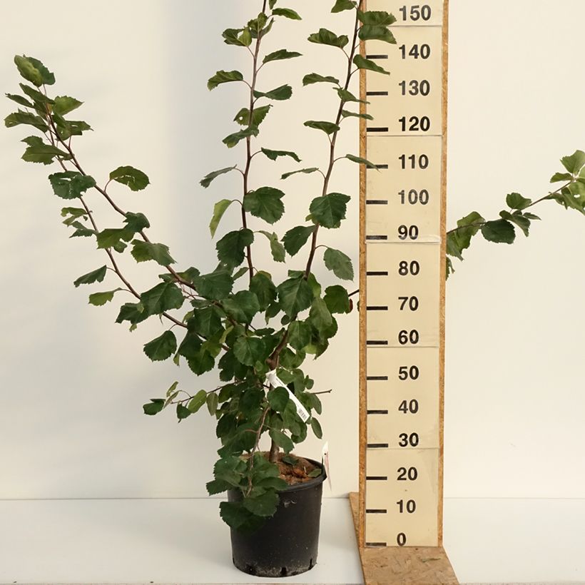 Spécimen de Malus Brandy Magic - Pommier d'ornement Pot de 12L/15L tel que livré en été