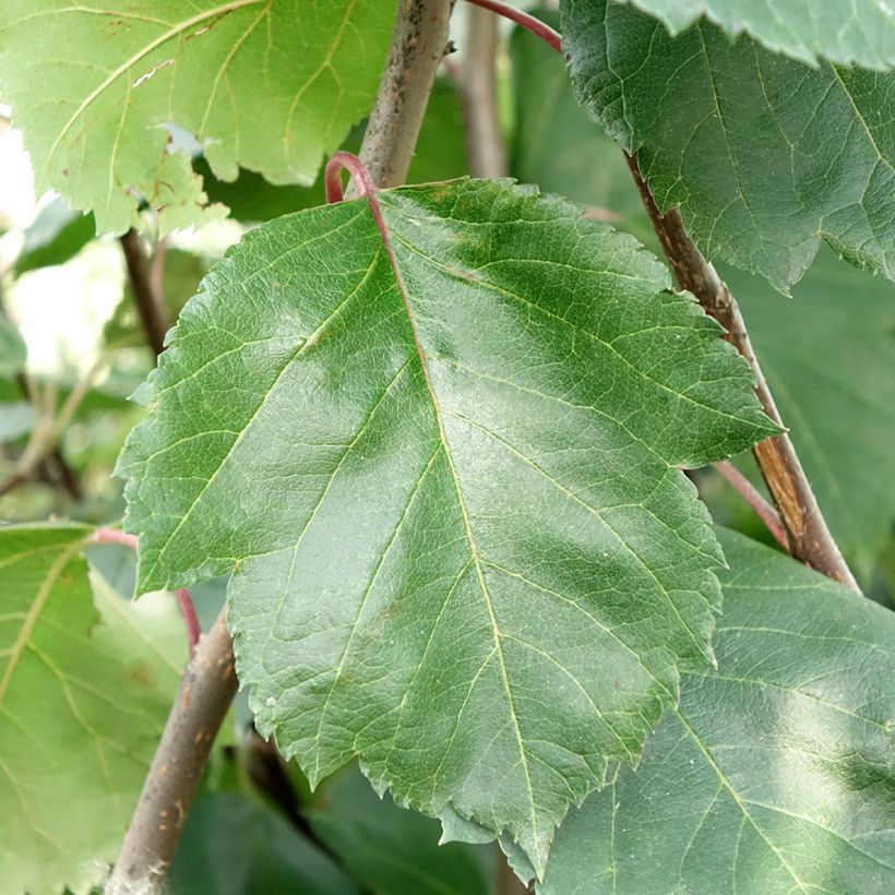 Malus Brandy Magic - Pommier d'ornement (Feuillage)