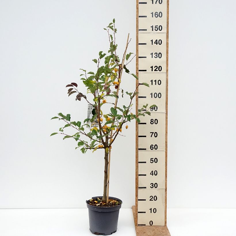 Spécimen de Malus Comtesse De Paris - Pommier d'ornement Pot de 7,5L/10L, Fuseau, Quenouille tel que livré en automne