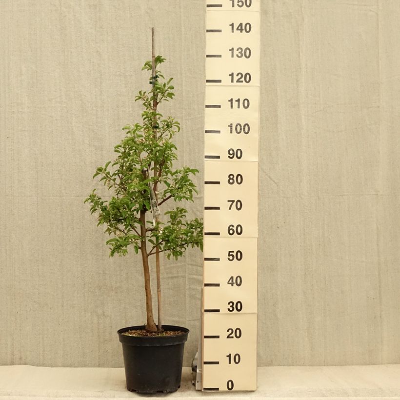 Spécimen de Malus Comtesse De Paris - Pommier d'ornement Pot de 7,5L/10L, Fuseau, Quenouille tel que livré au printemps