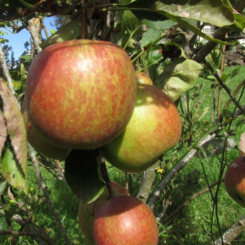 Pommier - Malus domestica Braeburn (Harvest)