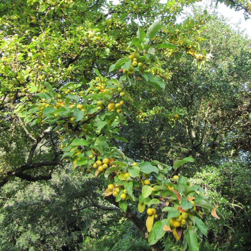 Pommier d'ornement - Malus Golden Hornet (Plant habit)