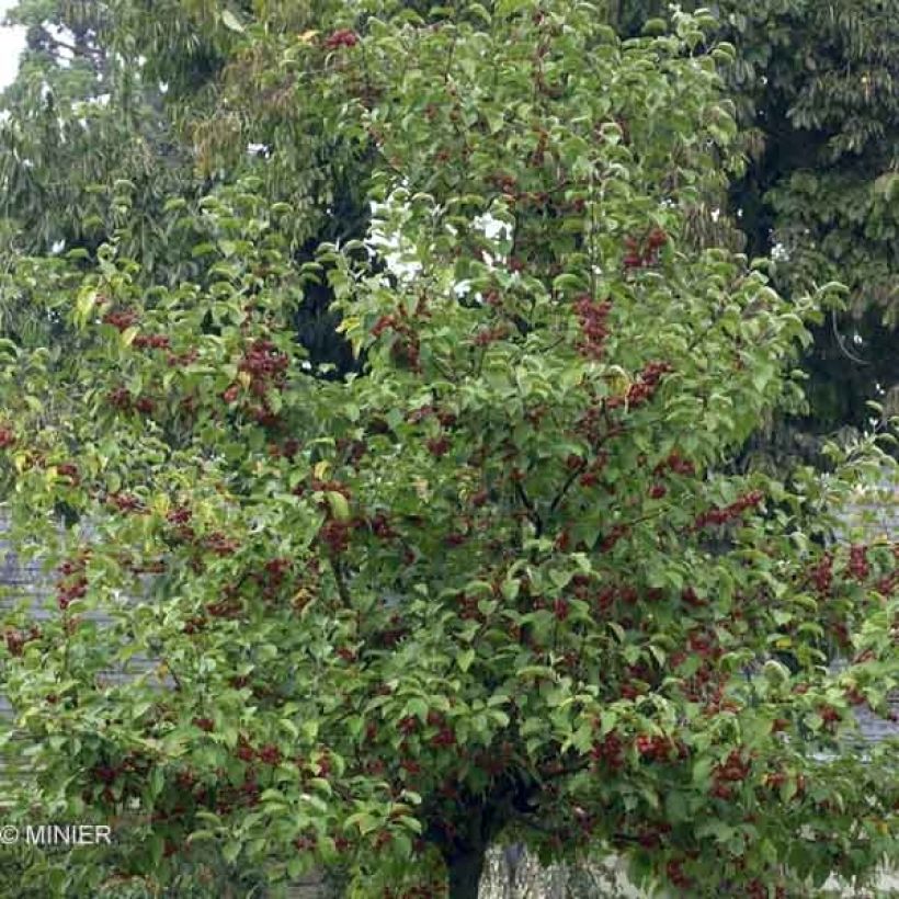 Pommier d'ornement - Malus Perpetu Evereste (Plant habit)