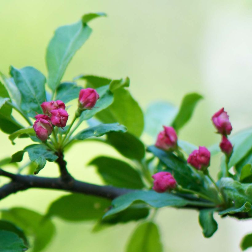 Malus toringo (Korean type) - Pommier d'ornement (Floraison)