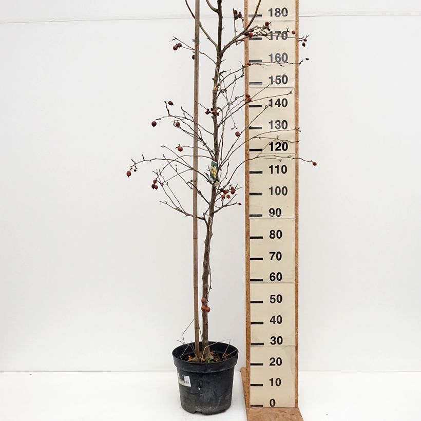Spécimen de Malus Yellow Siberian - Pommier d'ornement Pot de 12L/15L tel que livré en automne