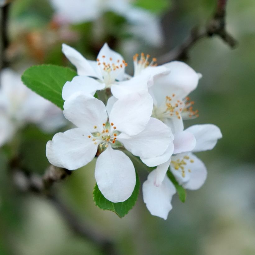 Malus Yellow Siberian - Pommier d'ornement (Floraison)