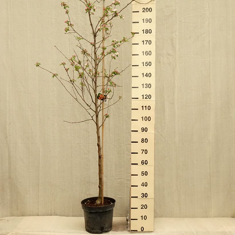Spécimen de Malus Yellow Siberian - Pommier d'ornement Pot de 12L/15L tel que livré au printemps