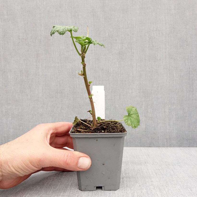 Example of Malva ou Mauve sylvestris Zebrina Godet de 8/9 cm as you get in hiver