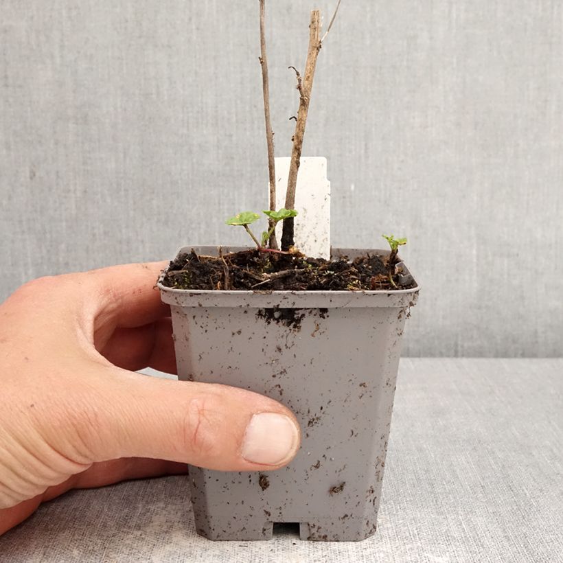 Spécimen de Malva ou Mauve sylvestris Zebrina Godet de 8/9 cm tel que livré au printemps