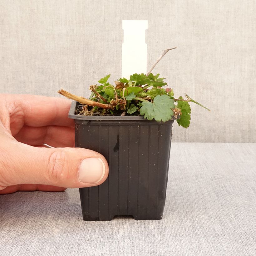 Spécimen de Malvastrum lateritium - Lavatère rampante Godet de 8/9 cm tel que livré au printemps