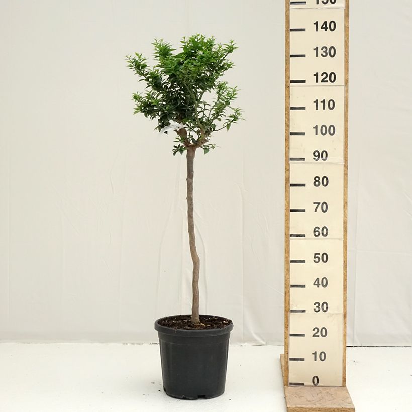 Spécimen de Mandarinier Chinois - Citrus myrtifolia Pot de 18L/20L, Demi-Tige, Tige de 90 cm 8/10 tel que livré au printemps
