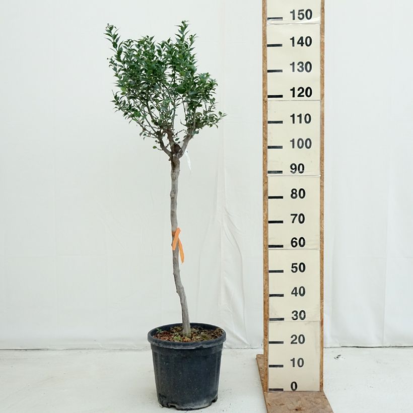 Spécimen de Mandarinier Chinois - Citrus myrtifolia Pot de 18L/20L, Demi-Tige, Tige de 90 cm 8/10 tel que livré en automne