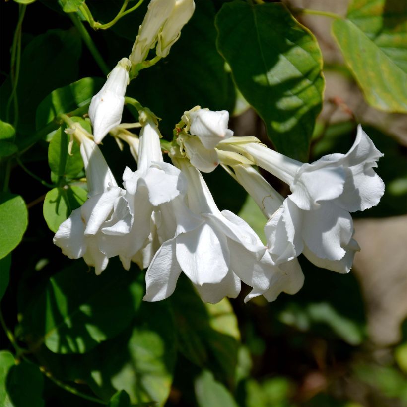 Mandevilla laxa - Jasmin du Chili (Flowering)