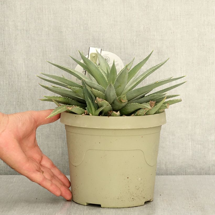 Spécimen de Mangave Mad About Mangavé Frosted Elegance Pot de 3L/4L tel que livré en été