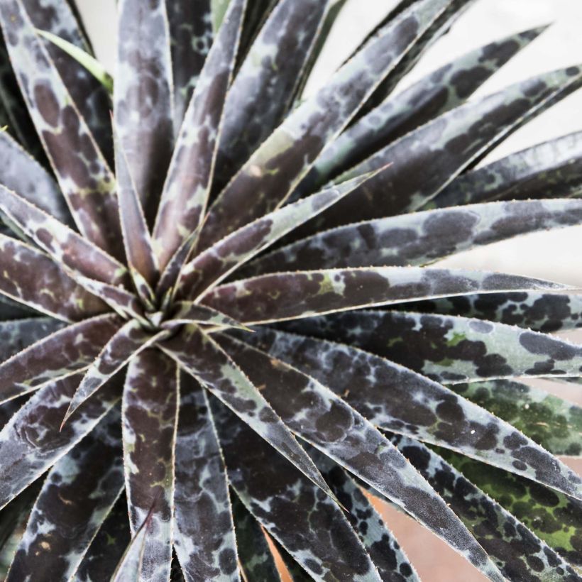 Mangave Mangavé Moonglow (Foliage)