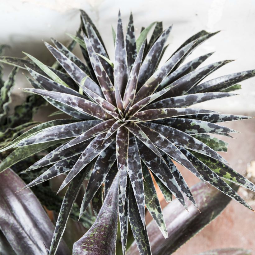 Mangave Mangavé Moonglow (Plant habit)