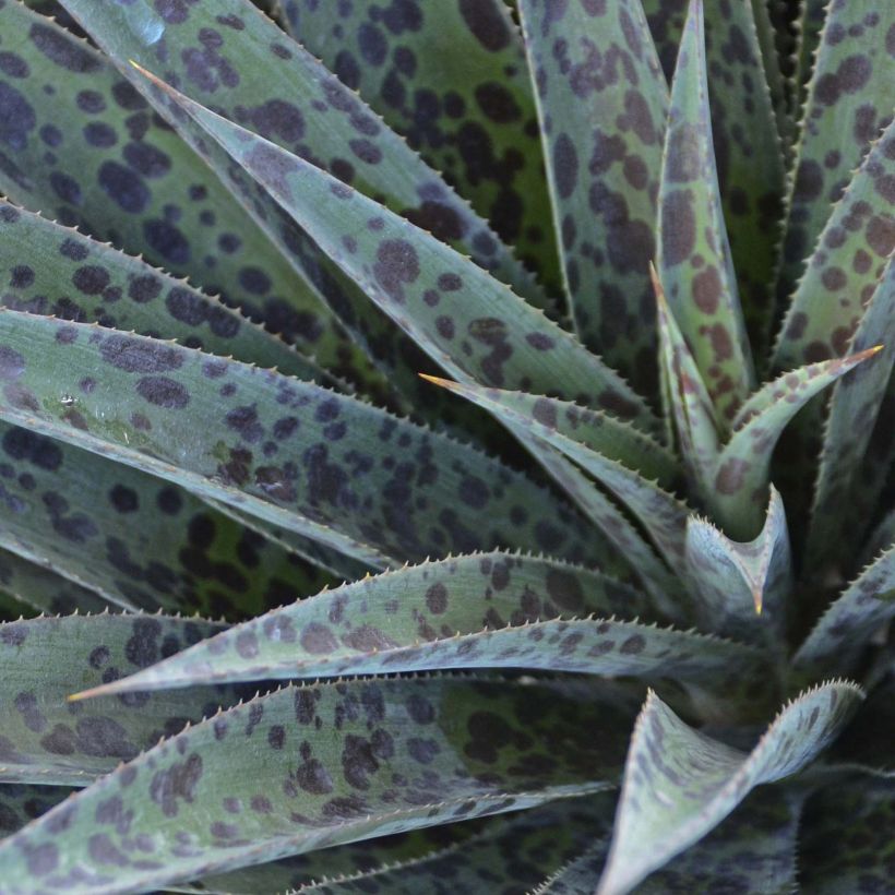 Mangave Mangavé Pineapple Express (Foliage)