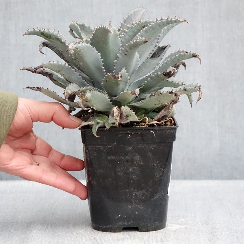 Example of Mangave Mangavé Silver Fox Pot de 1L/1,5L as you get in hiver