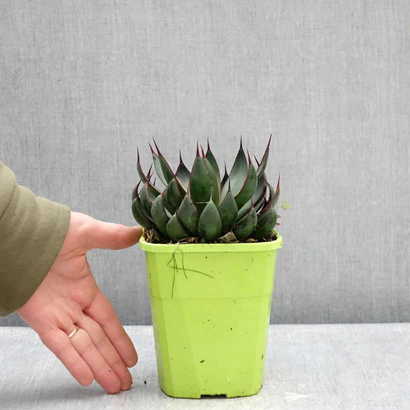 Example of Mangave Praying Hands Pot de 3L/4L as you get in hiver